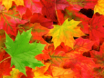 Classic Autumn Leaves Wallp TLG