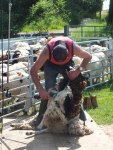 shearing